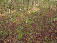 Crataegus ouachitensis