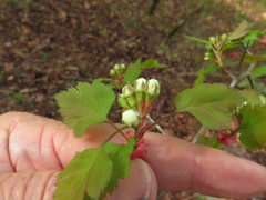 Crataegus ouachitensis