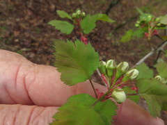 Crataegus ouachitensis