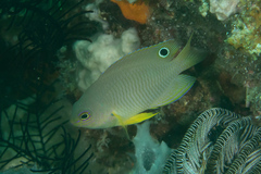 Pomacentrus amboinensis