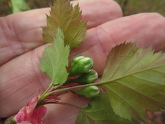 Crataegus ouachitensis