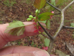 Crataegus ouachitensis