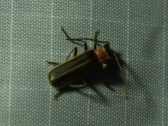 Podabrus flavicollis