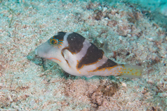 Canthigaster axiologus