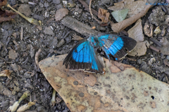 Parrhasius moctezuma
