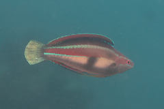 Cirrhilabrus temminckii