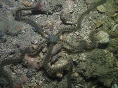 Macrophiothrix