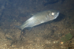 Megalops cyprinoides