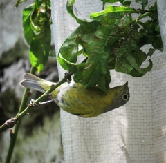 Leiothlypis ruficapilla