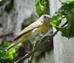 Leiothlypis ruficapilla