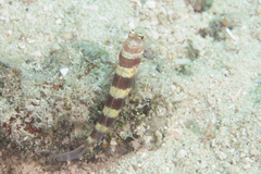 Amblyeleotris wheeleri