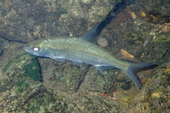 Megalops cyprinoides