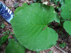 Trachystemon orientalis
