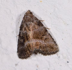 Condicinae