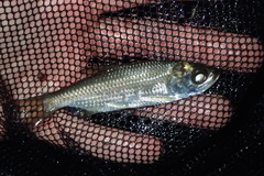 Megalops cyprinoides