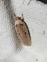 Agonopterix yeatiana