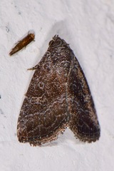 Ogdoconta