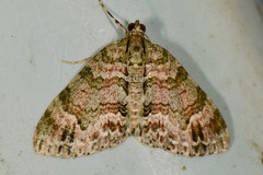 Hammaptera parinotata
