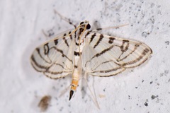 Conchylodes ovulalis