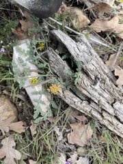 Cymopterus longipes