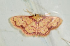 Lobocleta mutuataria