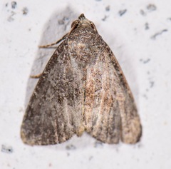 Condicinae