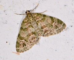 Hammaptera parinotata