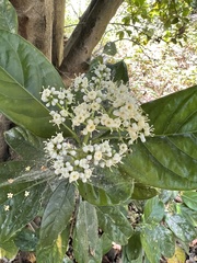 Ehretia tinifolia