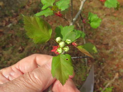 Crataegus ouachitensis