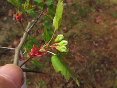 Crataegus ouachitensis