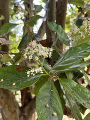 Ehretia tinifolia