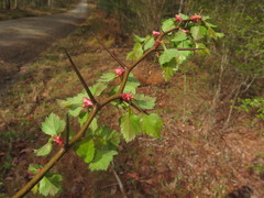 Crataegus ouachitensis