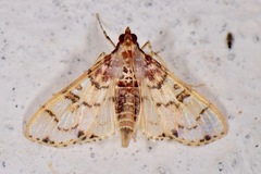 Azochis rufidiscalis