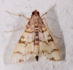 Azochis rufidiscalis