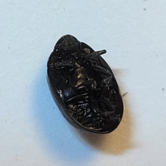 Nosodendron unicolor