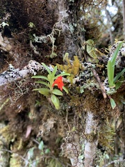 Fernandezia sanguinea