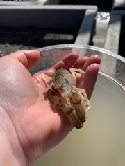 Upogebia pugettensis