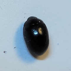 Nosodendron unicolor