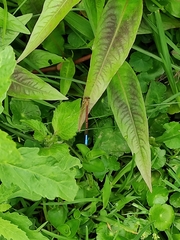 Oxyallagma dissidens