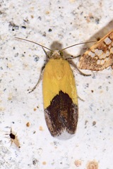Ponometia semiflava