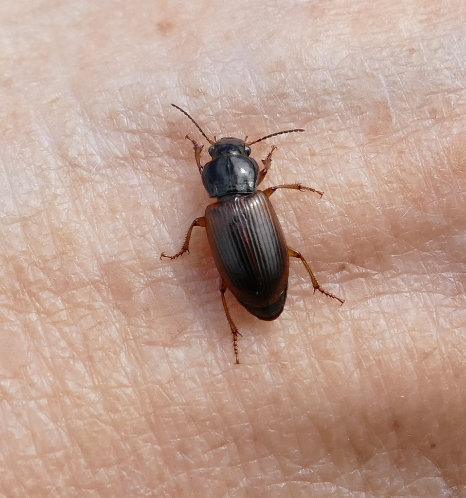 Anisodactylus sanctaecrucis from Dorchester County, MD, USA on April 12