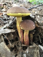 Hemileccinum rubropunctum