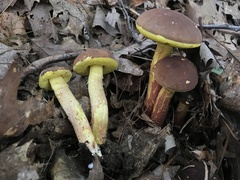 Hemileccinum rubropunctum