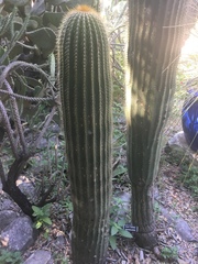 Cephalocereus polylophus