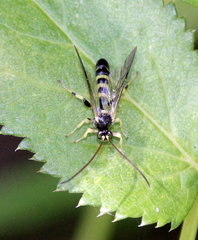 Colpotrochia trifasciata