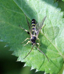 Colpotrochia trifasciata