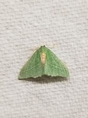 Chlorosea roseitacta