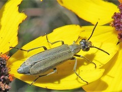 Nemognatha nemorensis