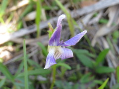 Viola septemloba