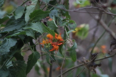 Pseudogynoxys chenopodioides